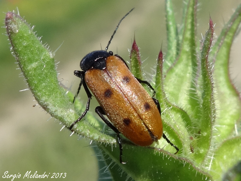 Meloidae da id.: Euzonitis quadrimaculata